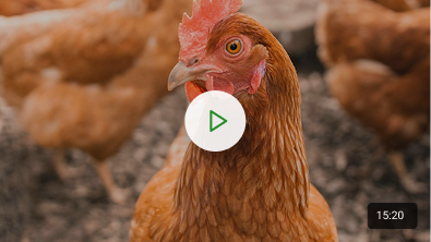 Sustainable Poultry Housing Design